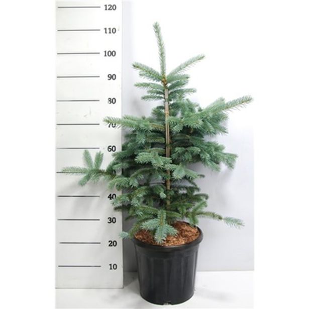 SMREKA BODEČA FAT ALBERT L32