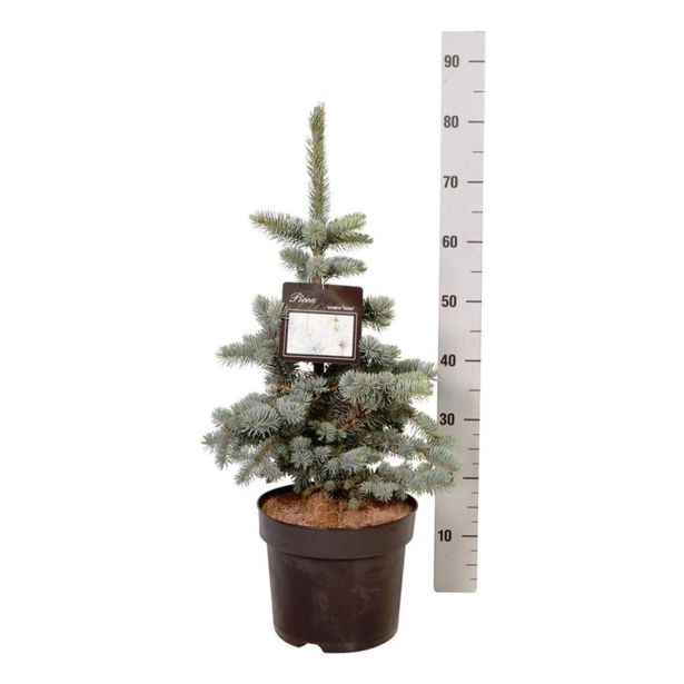 SMREKA BODEČA KOSTERI L26