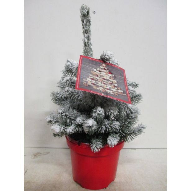 SMREKA BODEČA SUPER BLUE L19 VIŠ 20CM