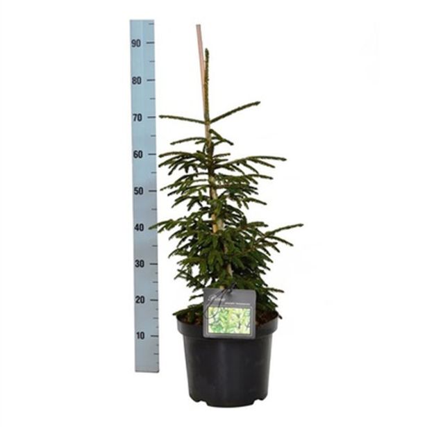 SMREKA KAVKAŠKA AUREOSPICATA L26