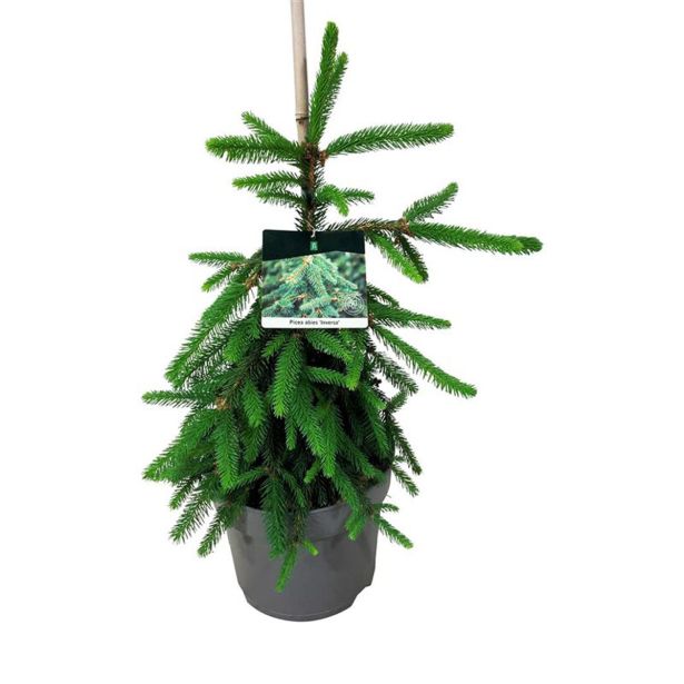 SMREKA NAVADNA INVERSA L26