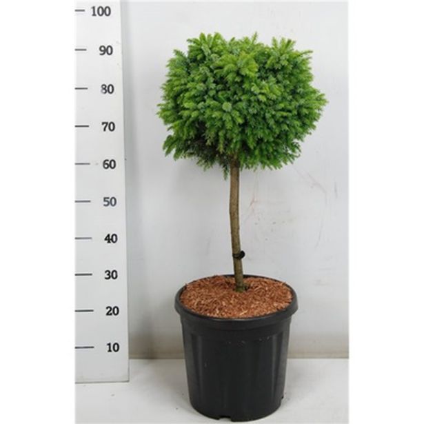 SMREKA OMORIKA NANA L38