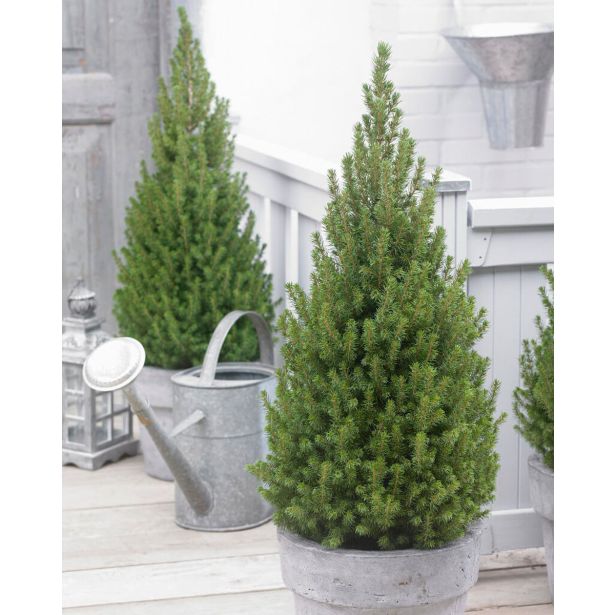 SMREKA PICEA GLAUCA PERFECTA L3 L