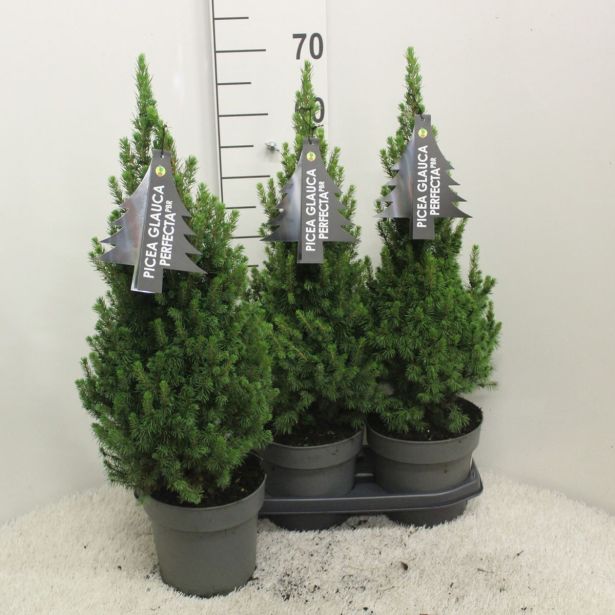 SMREKA PICEA GLAUCA PERFECTA L3 L