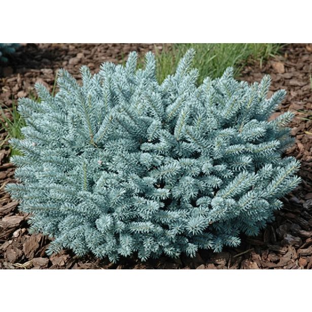 SMREKA SREBRNA BLAUKISSEN L21 CM