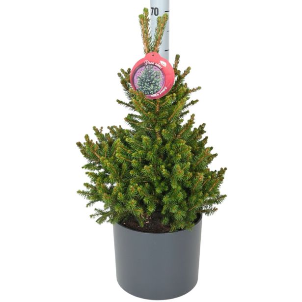 SMREKA WILLS ZWERG L23 CM