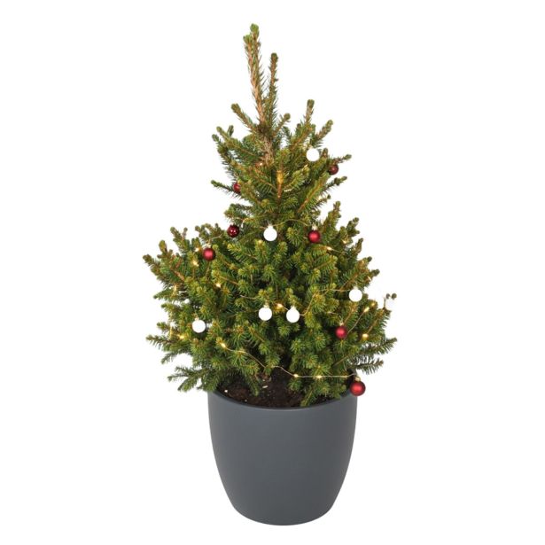 SMREKA WILLS ZWERG L23 CM