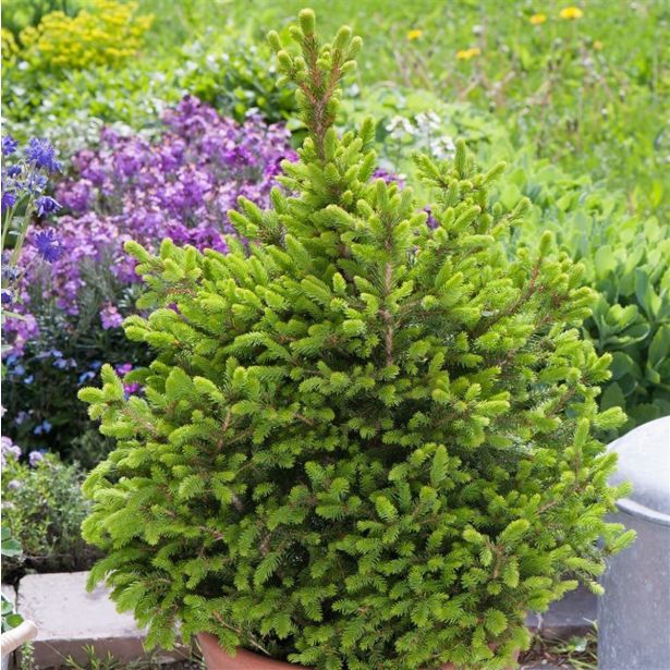 SMREKA WILLS ZWERG L23 VIŠ 40CM