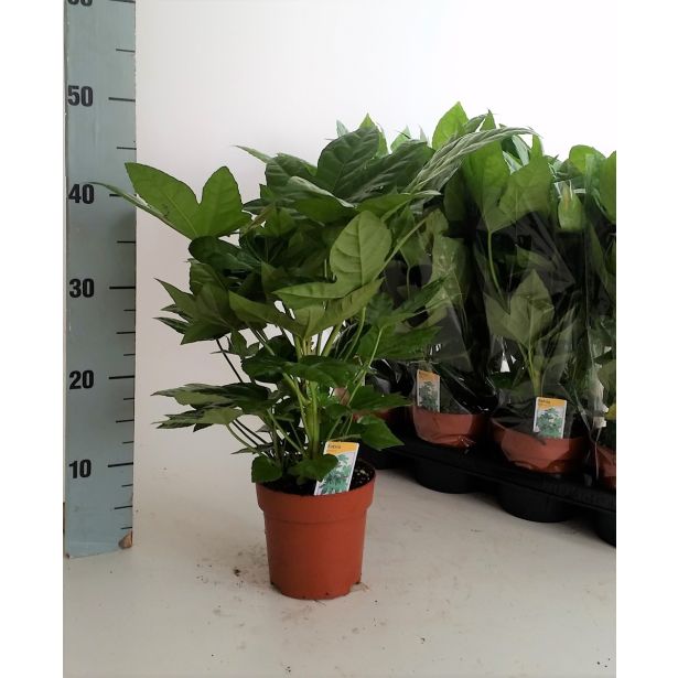 SOBNA ZELENA RASTLINA SOBNA ARALIJA L13