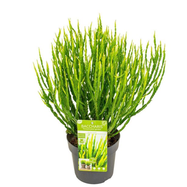SOBNA ZELENA RASTLINA BACCHARIS TRIMERA L19 CM