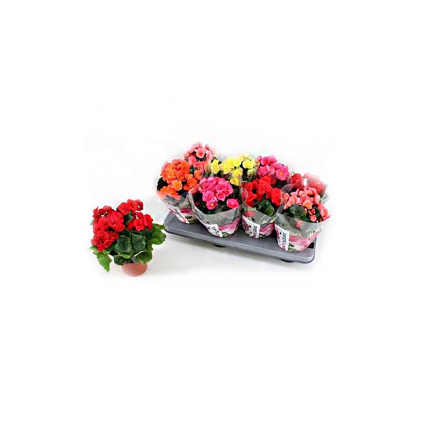 BEGONIJA DOUBLE SWEETIES MIX L12 CM VIŠ 23CM
