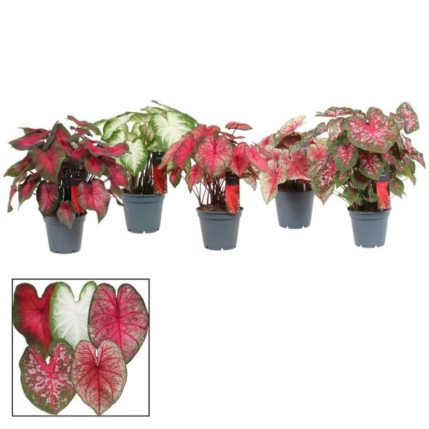 SOBNA ZELENA RASTLINA CALADIUM L17 CM