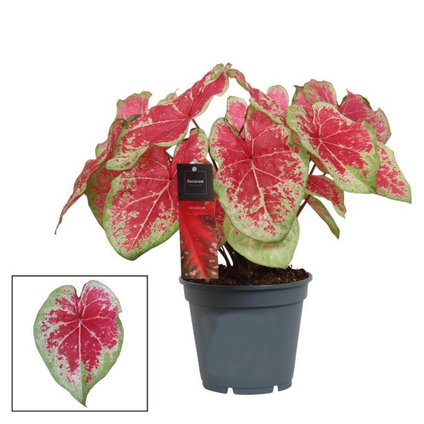 SOBNA ZELENA RASTLINA CALADIUM L17 CM