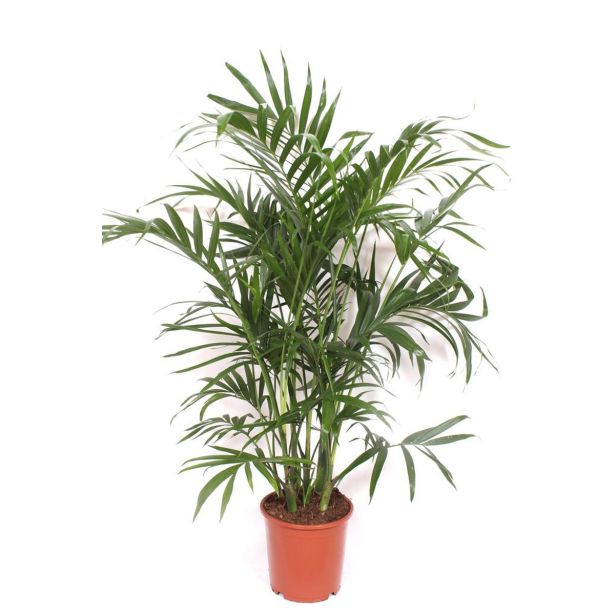 SOBNA ZELENA RASTLINA CHAMAEDOREA CATARACTARUM L21 CM