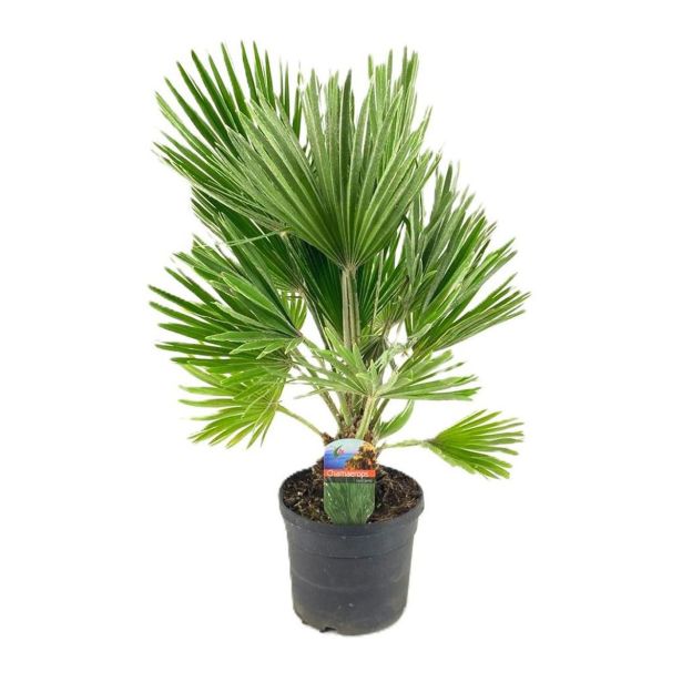 SOBNA ZELENA RASTLINA CHAMAEROPS HUMILIS (PALMA ŽUMARA) L19 CM