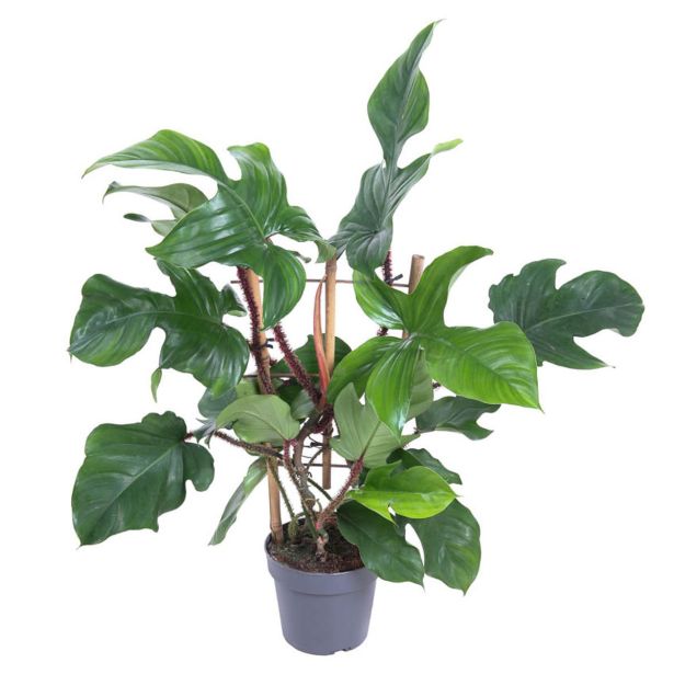 SOBNA ZELENA RASTLINA FILODENDRON RED WONDER L19 CM