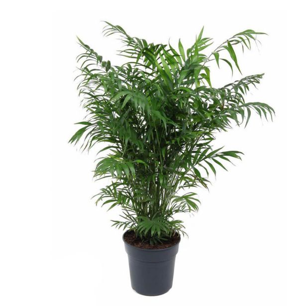 SOBNA ZELENA RASTLINA GORSKA PALMA L24 CM