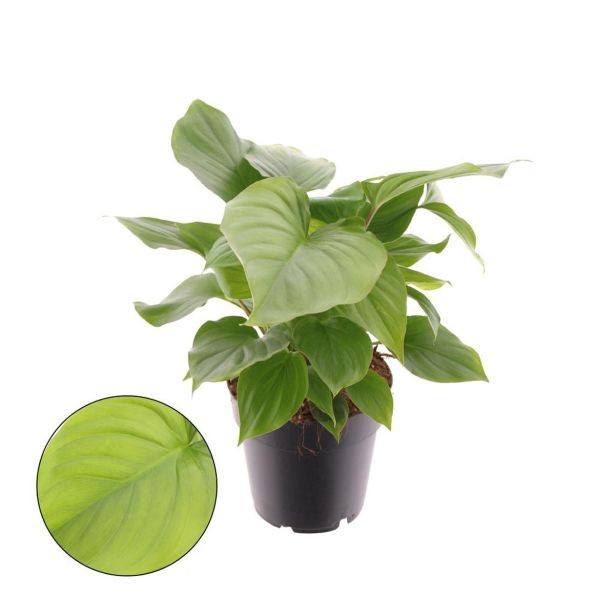 SOBNA ZELENA RASTLINA HOMALOMENA RUBESCENS 'MAGGY' POT 14