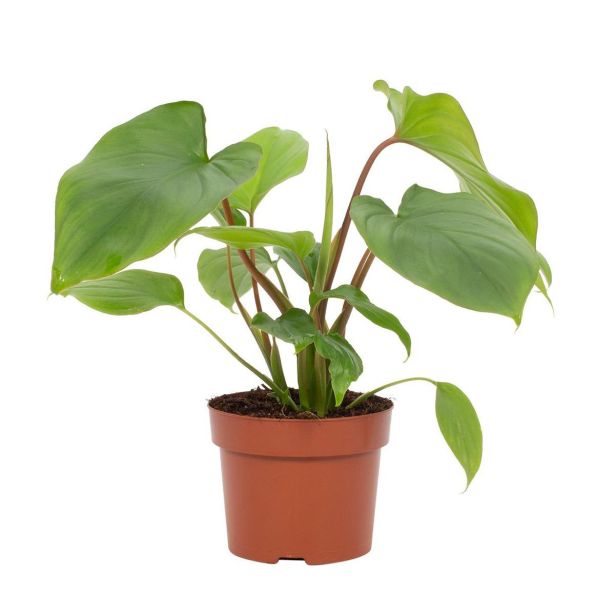 SOBNA ZELENA RASTLINA HOMALOMENA RUBESCENS 'MAGGY' POT 14