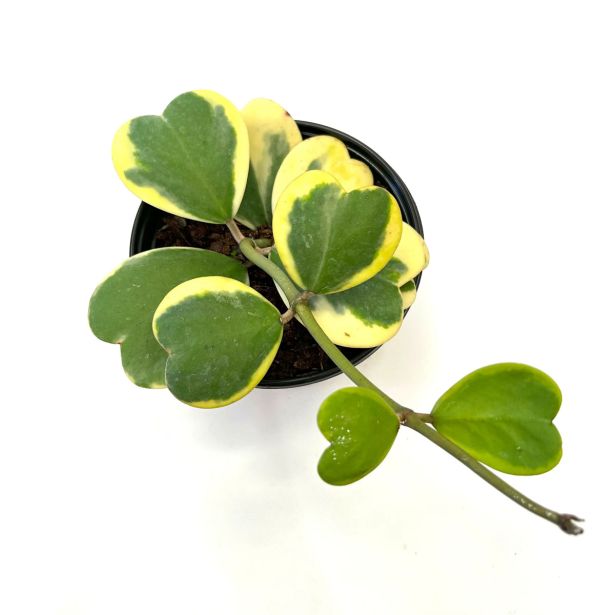 SOBNA ZELENA RASTLINA HOYA KERRI MIX L6 CM