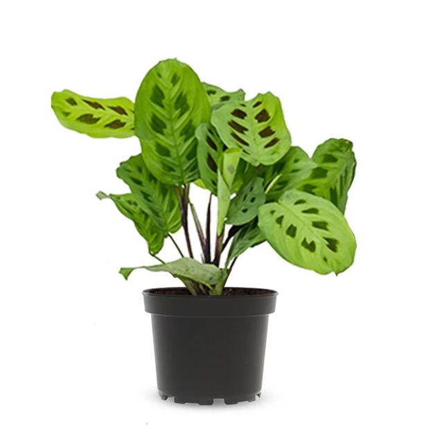 SOBNA ZELENA RASTLINA MARANTA L12 CM