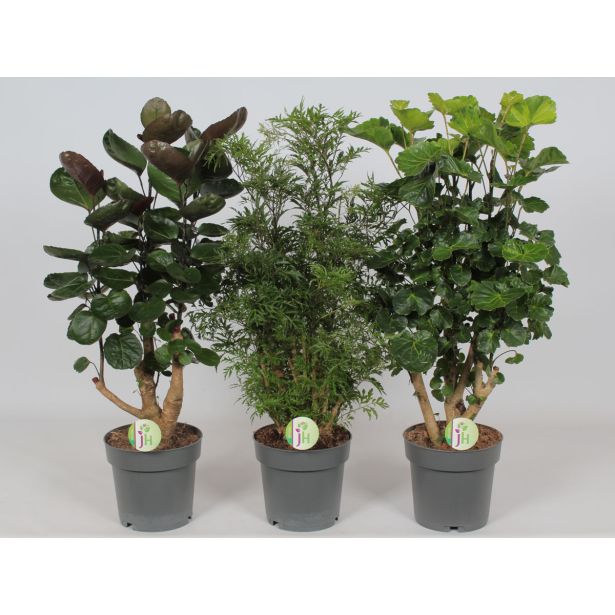 SOBNA ZELENA RASTLINA POLIKASIJA MIX L19