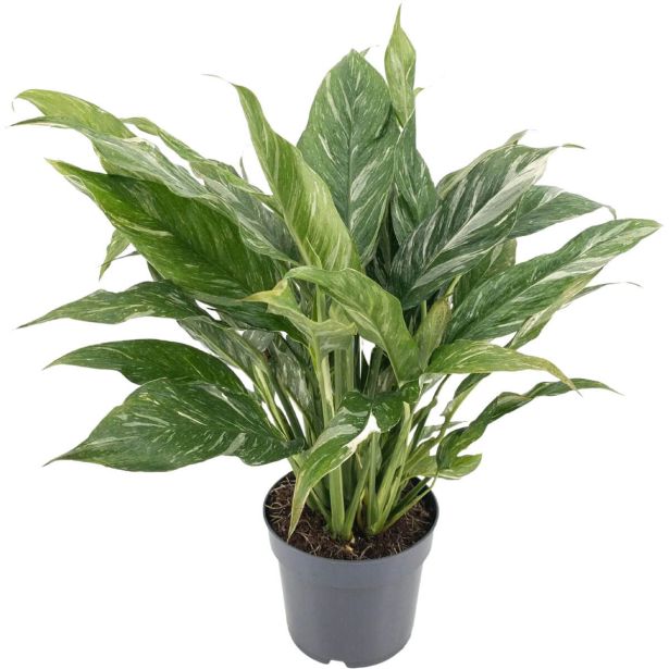 SOBNA ZELENA RASTLINA SPATIFIL DIAMOND VARIEGATA L14 CM