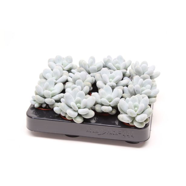 SOBNA ZELENA RASTLINA TOLSTOVEC L6