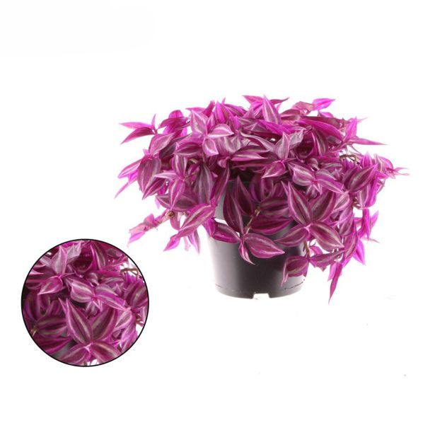 SOBNA ZELENA RASTLINA TRADESCANTIA PINK PARADISE L14 CM