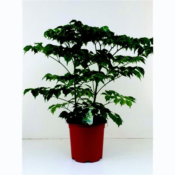 SOBNA ZELENA RASTLINA SOBNI JESEN L19