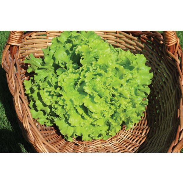 LISTNA ZELENJAVA SOLATA 9 KOS ROZETASTA