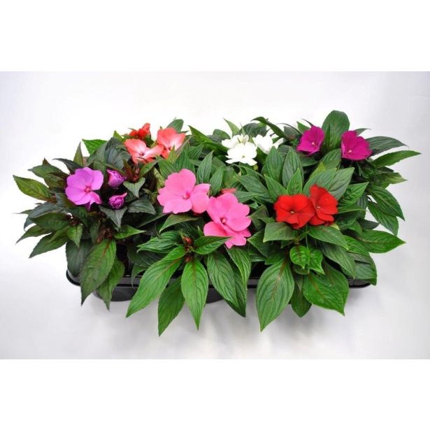 SEZONSKA RASTLINA SONČNE VODENKE MIX NOVA GVINEJA L12