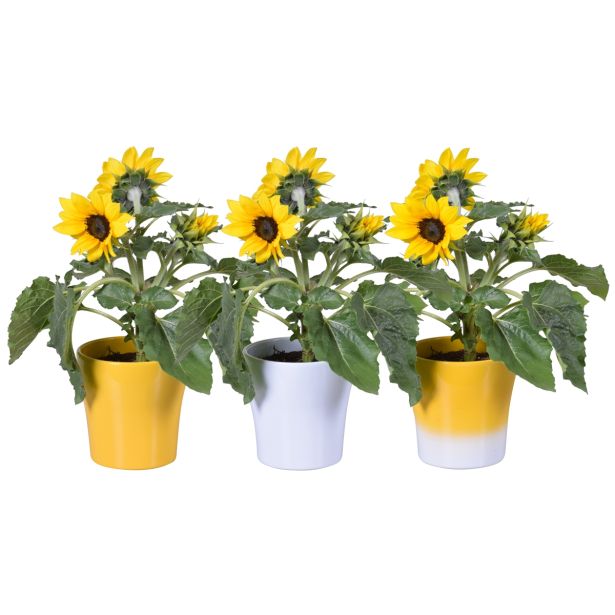 CVETOČA SOBNA RASTLINA SONČNICA V OKRASNEM LONCU L 14