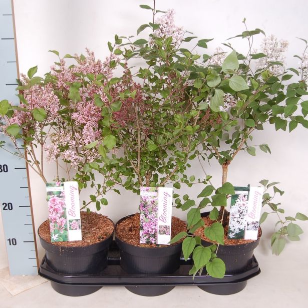 CVETOČA GRMOVNICA ŠPANSKI BEZEG MIX L19