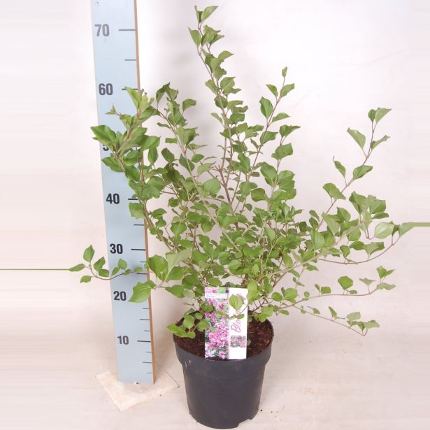 CVETOČA GRMOVNICA ŠPANSKI BEZEG MIX L19