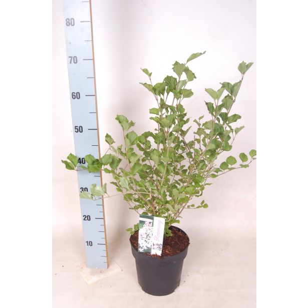 CVETOČA GRMOVNICA ŠPANSKI BEZEG MIX L19