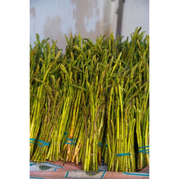 VRTNINA L'ORTO FRUTTIFERO ŠPARGELJ MONTINA 1/1 L10