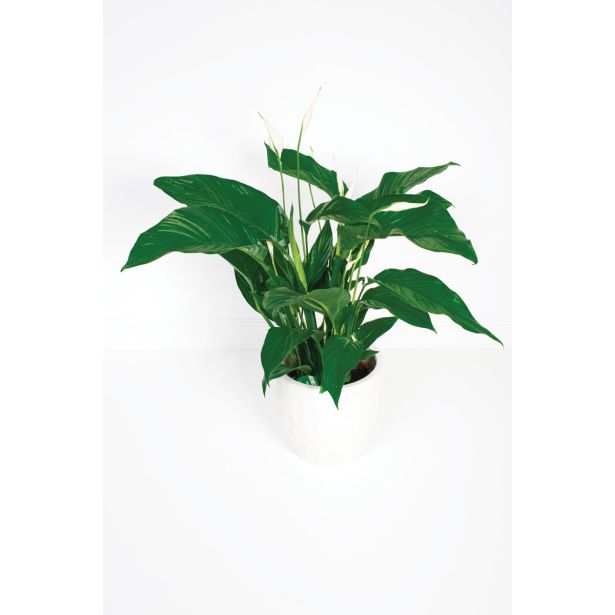 SPATIFIL SWEET LAUREATA L21