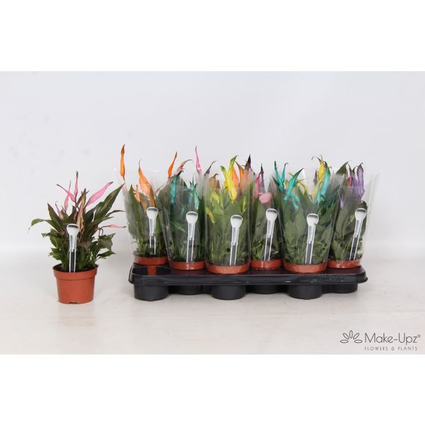 SPATIFIL CHOPIN L10.5