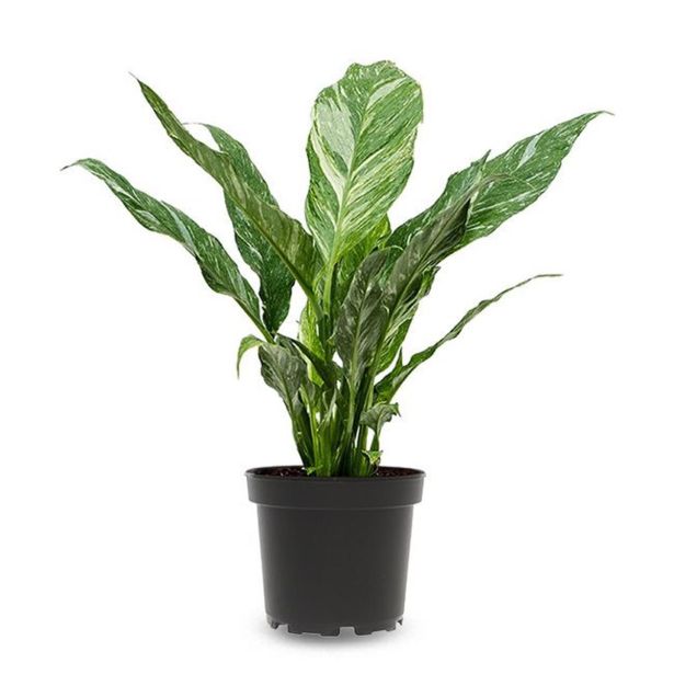 SPATIFIL DIAMOND MIX L14CM VIŠ 50CM