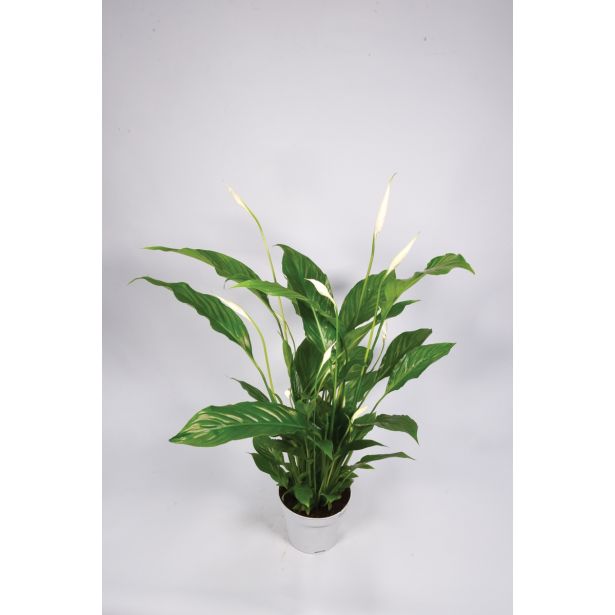 SPATIFIL STRAUSS L13