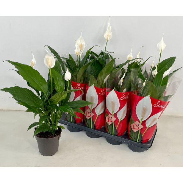 SPATIFIL SWEET CHICO A1 L13