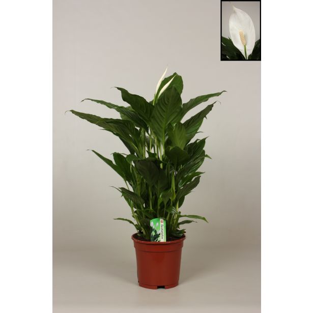 SPATIFIL SWEET LAURETTA L19