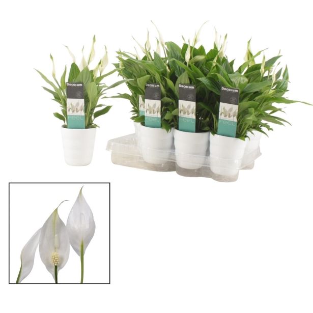 SPATIFIL V OKRASNEM LONCU CHOPIN L9