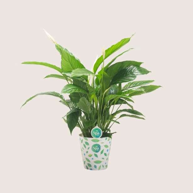 SPATIFIL VIVALDI L17