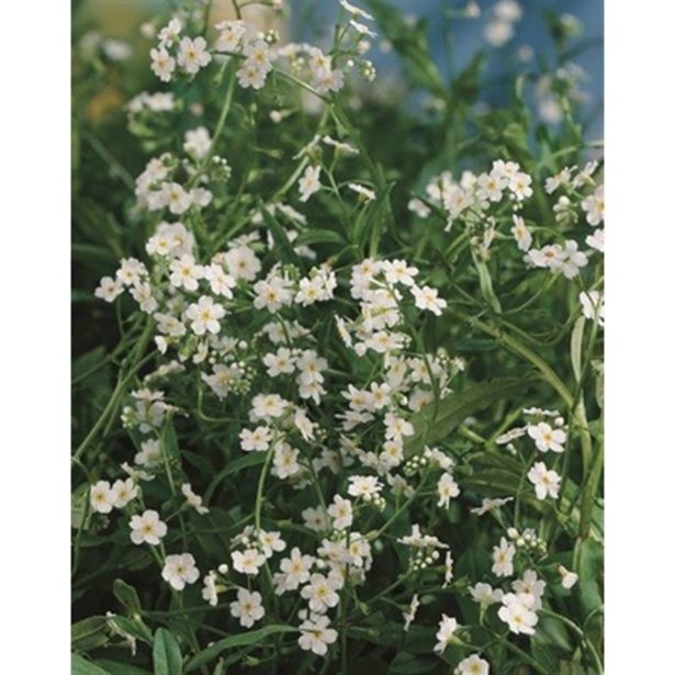 VODNE RASTLINE SPOMINČICA ALBA L 9