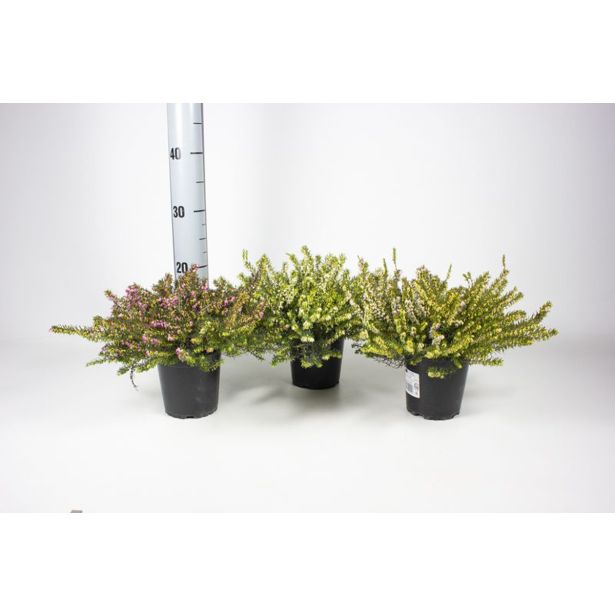 JESENSKA VRESA SPOMLADANSKA MIX L12