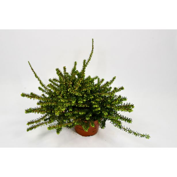 JESENSKA VRESA SPOMLADANSKA MIX L12