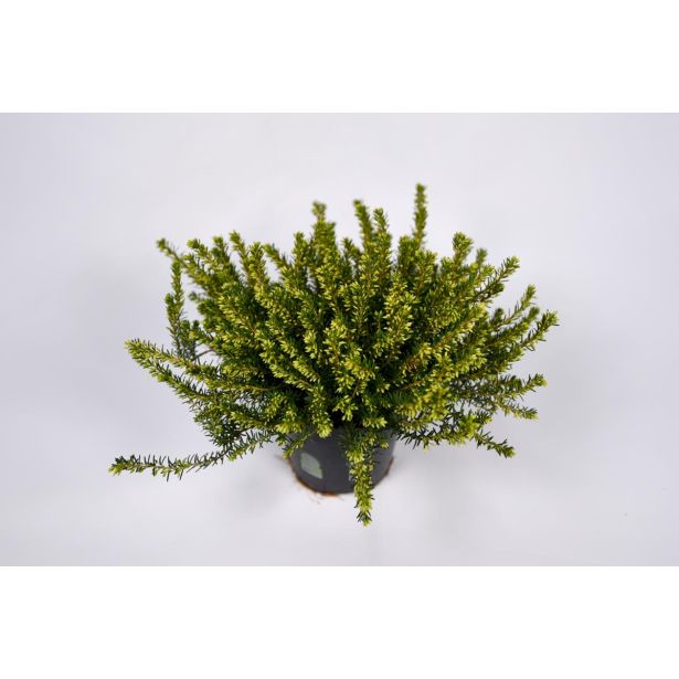 JESENSKA VRESA SPOMLADANSKA MIX L12