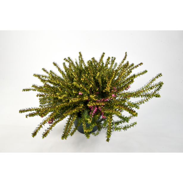 JESENSKA VRESA SPOMLADANSKA MIX L12.5